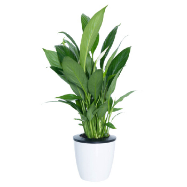 花七休小一帆风顺自吸水白色花盆花卉绿植盆栽室内居家桌面阳台办公室