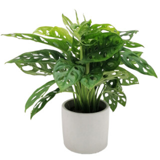 商品花七休龟背水泥花盆花卉绿植盆栽室内居家桌面阳台办公室绿植