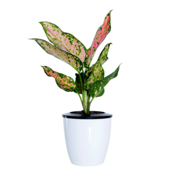 商品花七休 小如意 自吸水白色花盆 花卉绿植盆栽 室内居家桌面阳台