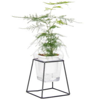 红豆(Hodo)文竹 铁艺花架透明吸水盆绿植盆栽 办公室桌面室内居家阳台绿植花卉 带盆栽好