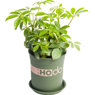 红豆（Hodo）鸭脚木 小加仑盆盆栽 办公室桌面室内居家阳台植物花卉盆景 带盆栽好