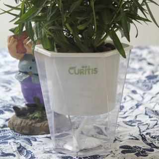 柯帝士 CURITIS 菱型 透明自浇灌花盆 蓄水自浇灌式花盆 室内绿萝多肉花盆塑料 水培植物花盆（不含植物）