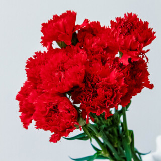 锦苑红色康乃馨花盒简包