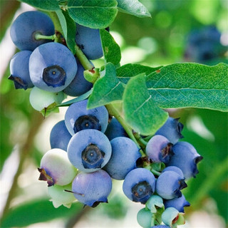 虹越家庭果树蓝莓蓝美1号1加仑盆栽苗果甜无涩味产量大