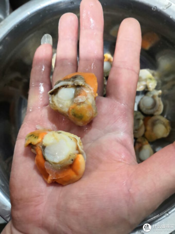 贝哥贝类