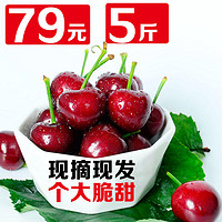 【预售】山东烟台大樱桃 红灯先锋5斤(21-25MM) 新鲜水果 航空包邮