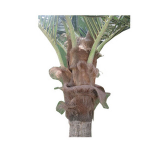 语塑 仿真椰子树，工地用喷淋 高度6米高仿真 美观大方，工地迎宾树
