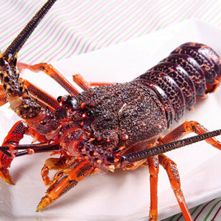 Gfresh 澳洲红龙虾 900-1000g 1只 海鲜水产 烧烤食材