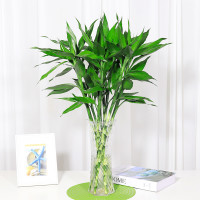 花语自由 富贵竹 60cm 10颗 送生根粉