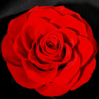 Vaness Flower 永生花礼盒红色永生花玻璃罩玫瑰花同城鲜花速递520礼物送女友