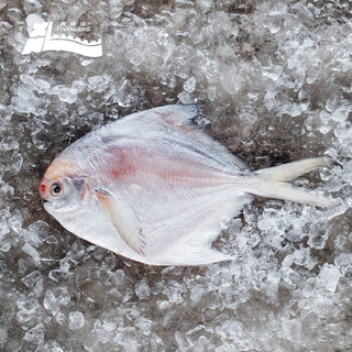 西南冷 冷冻舟山平鱼350g/2条 白鲳鱼 海鲜水产