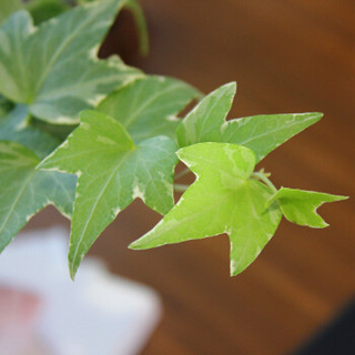 花七休 银边常青藤 自吸水白色花盆 花卉绿植盆栽 室内居家桌面阳台办公室绿植