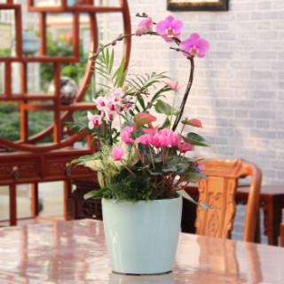 商品世纪奥桥 美意绵绵蝴蝶兰年宵花卉 绿植组合盆栽 乔迁礼品花卉