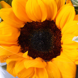 商品花千朵6朵向日葵花束鲜花速递同城送花520送女朋友生日纪念日七夕