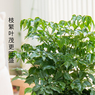 红豆（Hodo）幸福树加仑大盆栽 绿植盆栽 家居室内阳台办公室桌面绿植花卉 带盆栽好发货