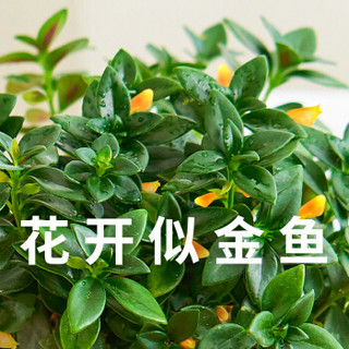 红豆（Hodo）金鱼吊兰 大号自动吸水盆 绿植盆栽花卉 阳台客厅办公桌室内家居观叶观花植物 带盆栽好发货