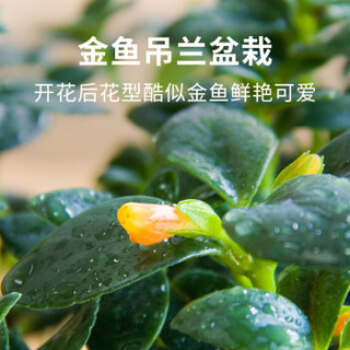 红豆（Hodo）金鱼吊兰 大号自动吸水盆 绿植盆栽花卉 阳台客厅办公桌室内家居观叶观花植物 带盆栽好发货