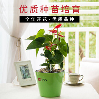 红豆（Hodo）红掌火鹤花 新恒湿盆 花卉绿植盆栽 阳台客厅办公桌室内家居观叶观花植物 带盆栽好发货