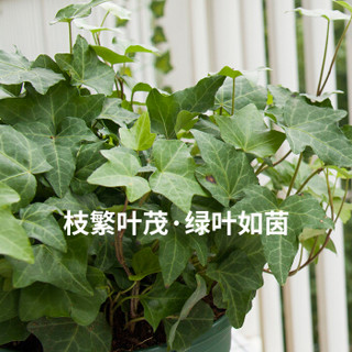 红豆（Hodo）常春藤加仑大盆栽 绿植盆栽 家居室内阳台办公室桌面绿植花卉 带盆栽好发货