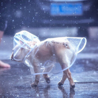 多美忆 透明雨衣狗狗衣服猫咪雨衣宠物雨衣雨具泰迪比熊法斗防水 白色M码