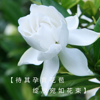 红豆（Hodo）栀子花 哑光白欧式陶瓷盆 阳台卧室客厅办公室桌面花卉绿植盆栽 带盆栽好