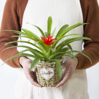 红豆(Hodo)小红星 草编圆盆 绿植盆栽办公室桌面室内居家阳台绿植花卉 带盆栽好