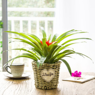 红豆(Hodo)小红星 草编圆盆 绿植盆栽办公室桌面室内居家阳台绿植花卉 带盆栽好