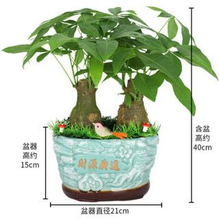 艾荟萃 双杆发财树小盆景 绿植花卉盆栽 室内居家客厅大堂办公室花卉绿植盆栽箱装