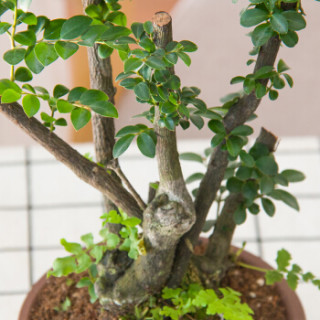 红豆(Hodo)黑骨茶 哑光黑欧式陶瓷盆 阳台卧室客厅办公室桌面花卉绿植盆栽 带盆栽好
