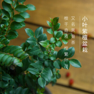 红豆(Hodo)黑骨茶 哑光黑欧式陶瓷盆 阳台卧室客厅办公室桌面花卉绿植盆栽 带盆栽好