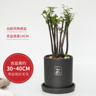 红豆(Hodo)黑骨茶 哑光黑欧式陶瓷盆 阳台卧室客厅办公室桌面花卉绿植盆栽 带盆栽好