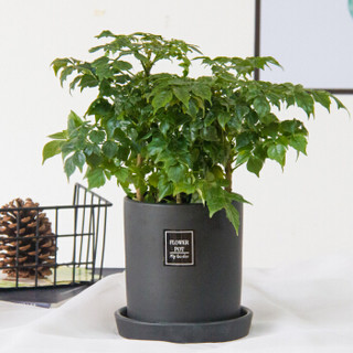 红豆（Hodo）幸福树 哑光黑欧式陶瓷盆 阳台卧室客厅办公室桌面花卉绿植盆栽 带盆栽好