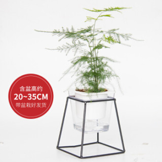 红豆(Hodo)文竹 铁艺花架透明吸水盆绿植盆栽 办公室桌面室内居家阳台绿植花卉 带盆栽好