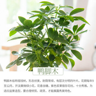 红豆（Hodo）鸭脚木 小加仑盆盆栽 办公室桌面室内居家阳台植物花卉盆景 带盆栽好