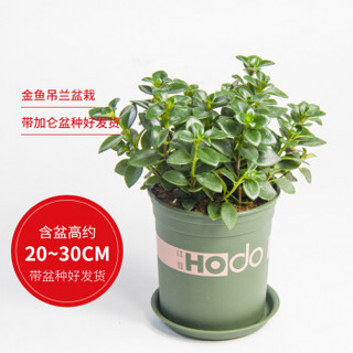 红豆（Hodo）金鱼吊兰 小加仑盆盆栽 办公室桌面室内居家阳台植物花卉盆景 带盆栽好