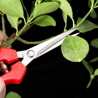 Vmp 花剪修枝剪花艺剪刀修花家用盆景园艺专用插花多功能花草剪子工具lz5617 直头 报价价格评测怎么样 什么值得买