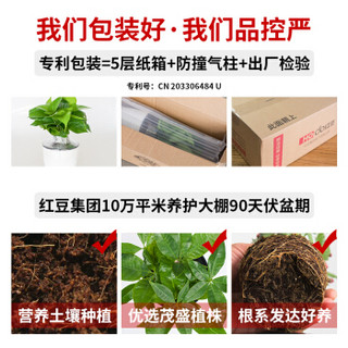 红豆（Hodo）芦荟 透明水培绿植盆栽 办公室桌面室内居家阳台绿植花卉 带盆栽好