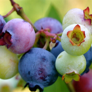 虹越 家庭果树 蓝莓“蓝美1号” 1加仑盆栽苗 果甜无涩味 产量大