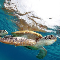 与海龟共游！马来西亚热浪岛拉古娜度假村2-3晚+出海浮潜（多房型可选）