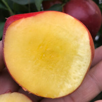淳果一木 黄肉油桃 5斤