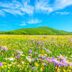 寻九色甘南！览草原风光！全国多地-兰州+天水+陇南+迭部+甘南+若尔盖+郎木寺+碌曲+夏河7天6晚跟团游