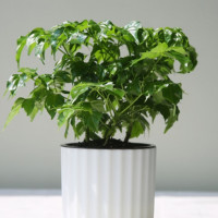 绿科秀 水培植物 幸福树