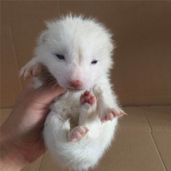 宠物活体狐狸活体幼崽雪狐蓝狐家