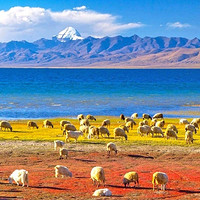 当地参团：西藏阿里南线！拉萨-羊湖+卡若拉冰川+冈仁波齐+古格王朝7-9天拼车游