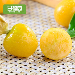 甘福园 东北姑娘果带箱5斤新鲜当季水果黄菇娘果灯笼果特产整包邮