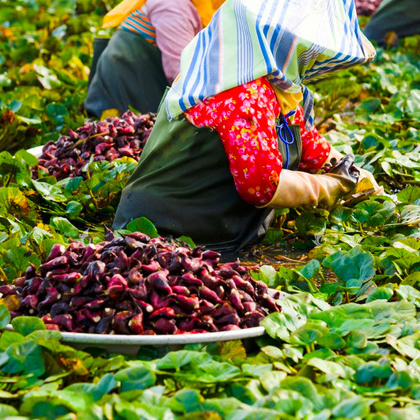 老菱角,女士打底裤,小黄鸭车载摆件等