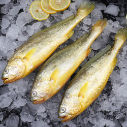 huanghua黄花黄花鱼1000g