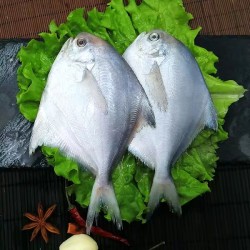 青岛海捕白鲳鱼新鲜大鲳鱼当天现捕海鲜水产冷冻平鱼500g/7-8条 *5件