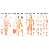 标准经络穴位挂图(含4张挂图.1份说明书)