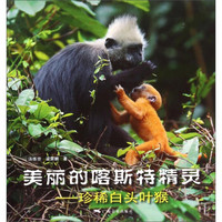 美丽的喀斯特精灵:珍稀白头叶猴